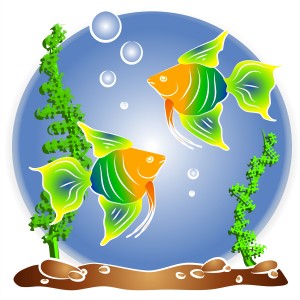 Fishbowl_2776088